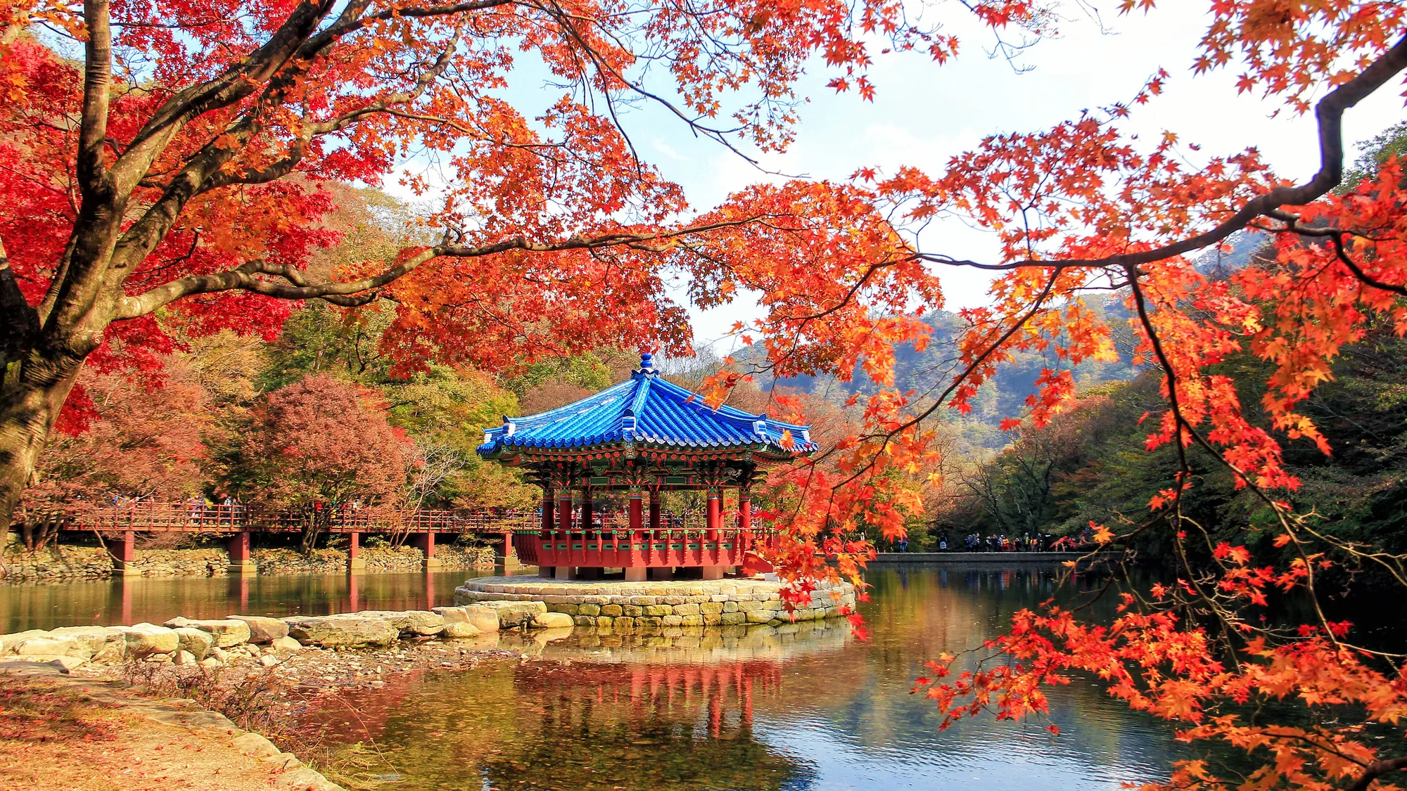 Autumn maples on a Korean mountainside